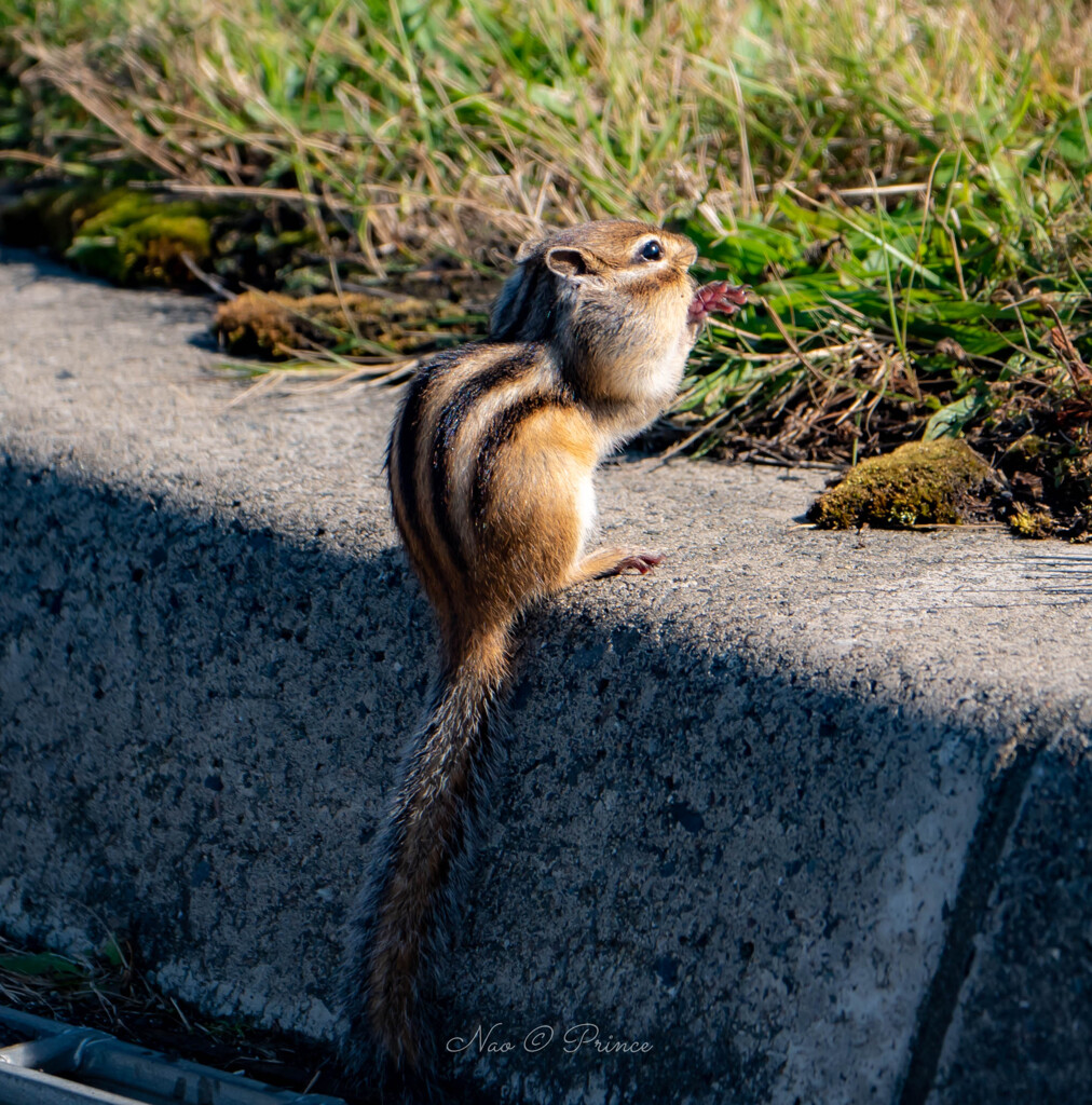 クロス