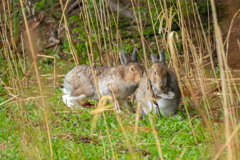 ちょっと奥さん