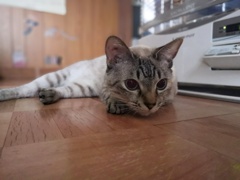 美猫