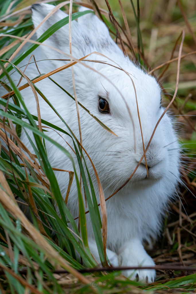 ふさふさ