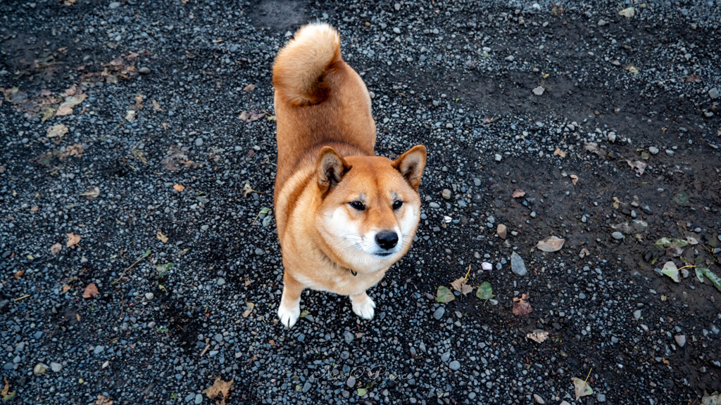 牧場わんこ