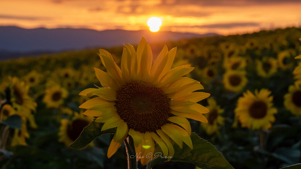 夕陽とひまわり