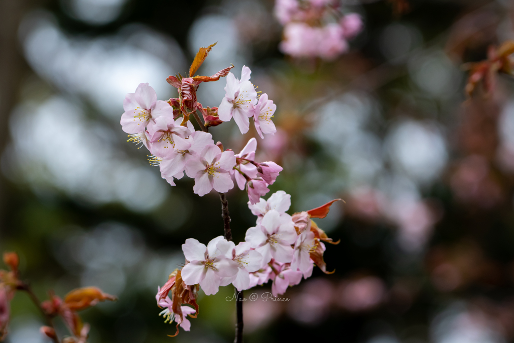 桜前線