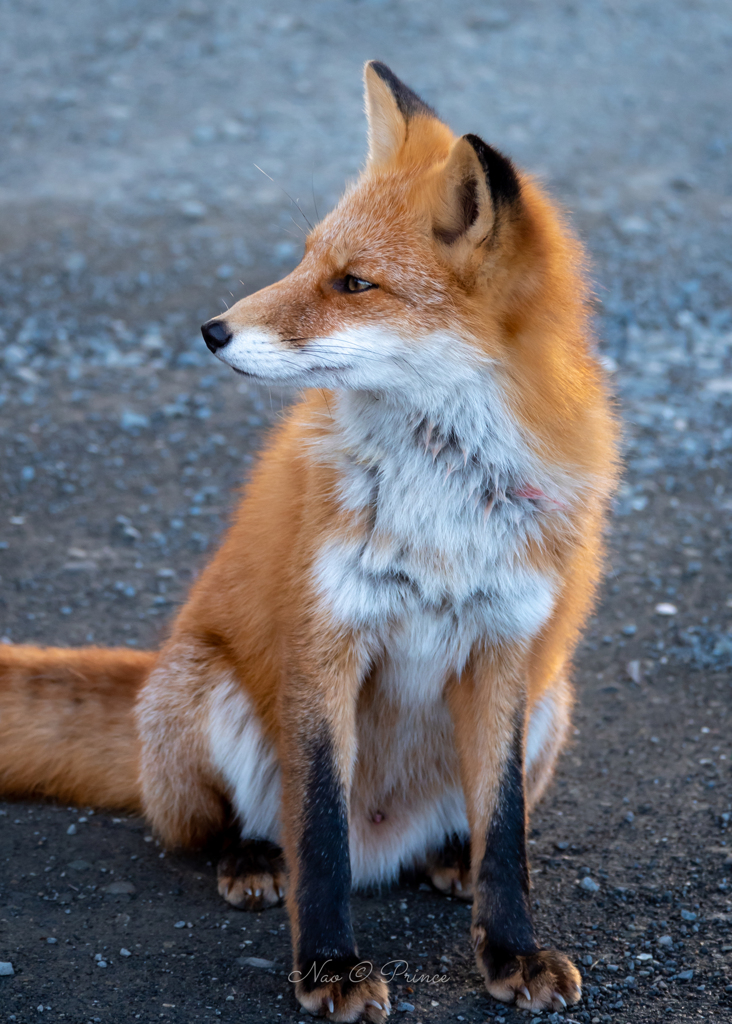 キリリ