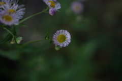 小さき存在