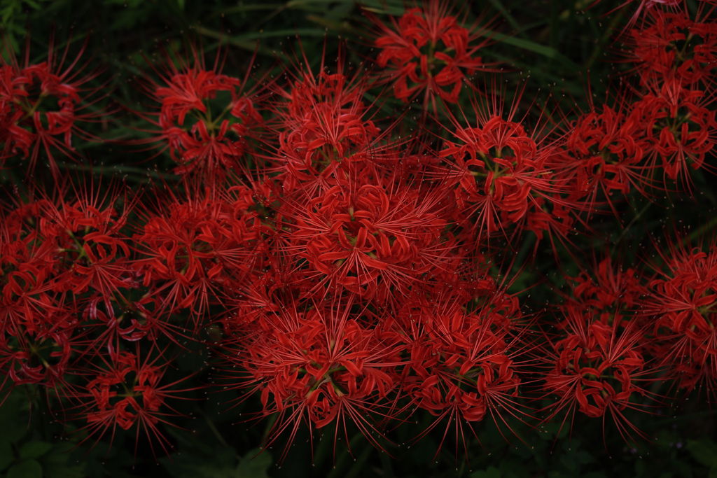彼岸花