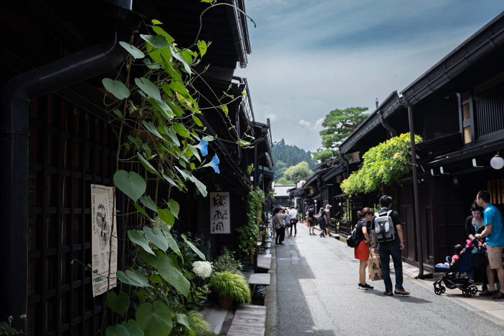 朝顔の咲く道