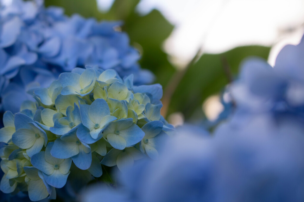 紫陽花