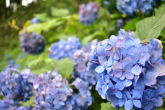 紫陽花
