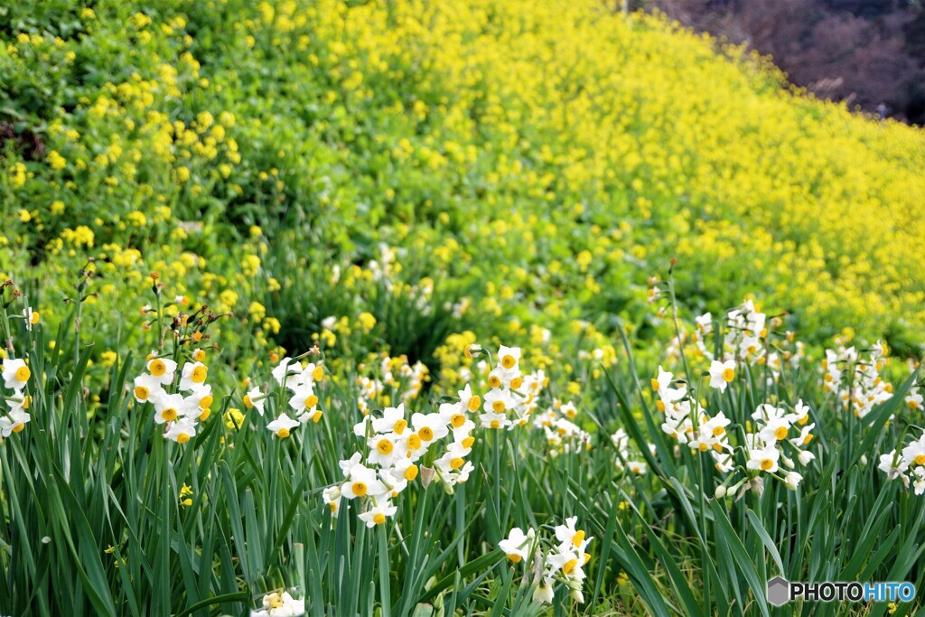 伊予散歩6(愛媛)