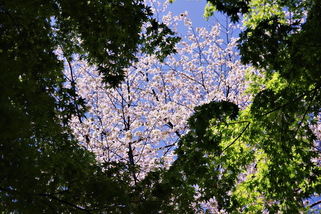 天川村散歩4(奈良)