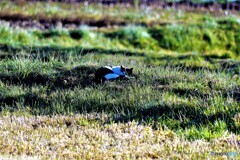 北杜市散歩3(山梨)