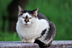 ツリー君、メリークリスマス！