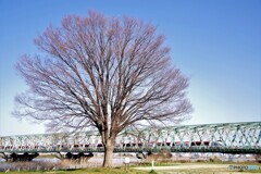 江戸川区散歩3(東京)