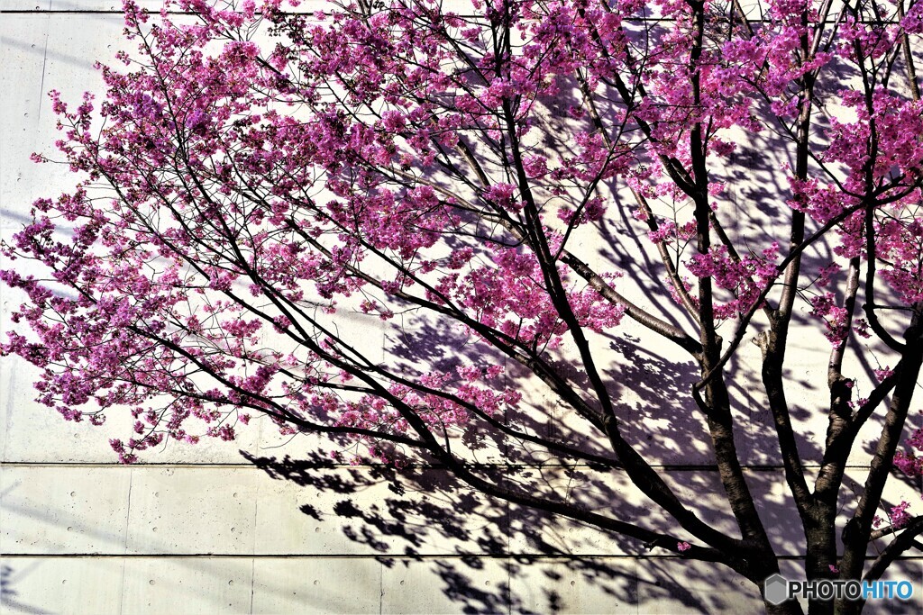 台東区散歩1(東京)