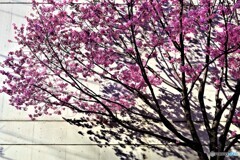 台東区散歩1(東京)