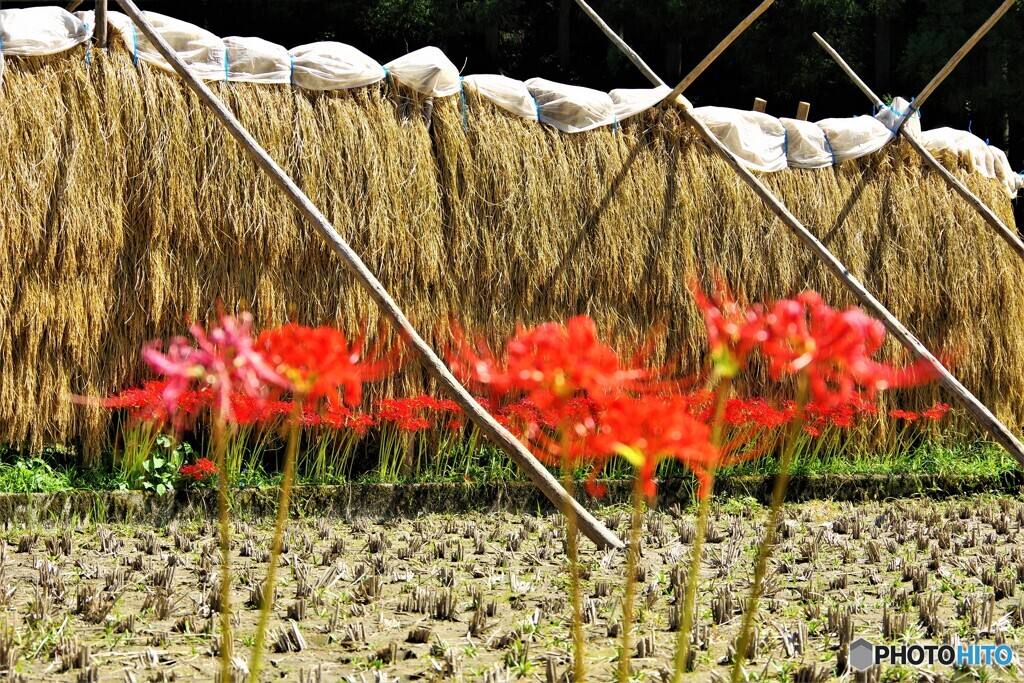 新城散歩4(愛知)