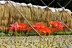 新城散歩4(愛知)