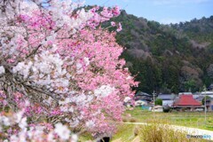 かつらぎ町散歩9(和歌山)