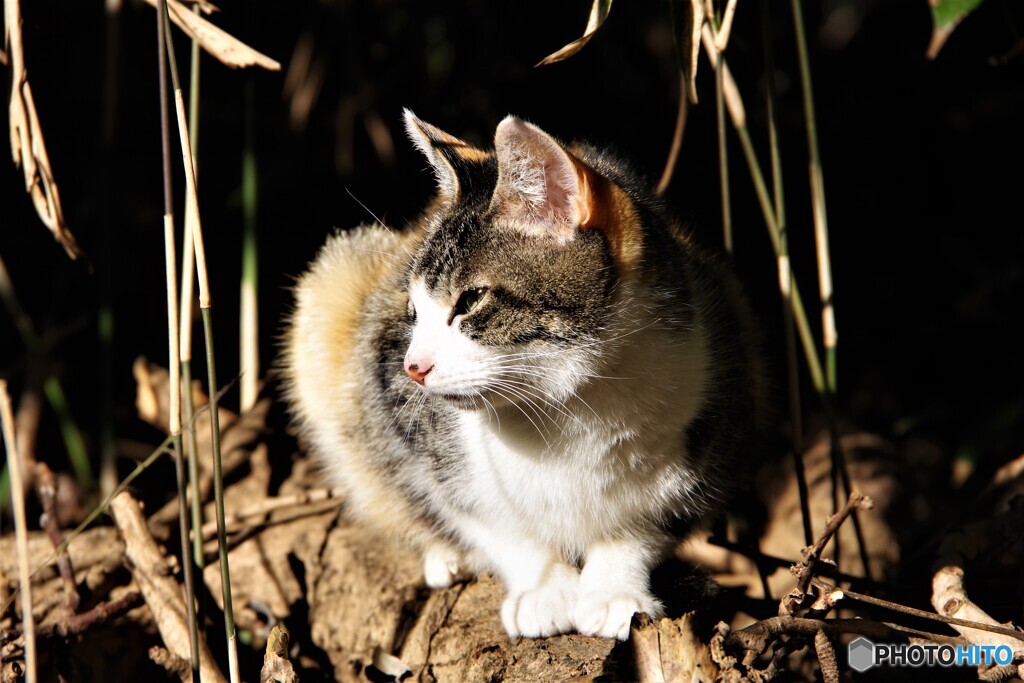 天王寺区散歩⑤(大阪)
