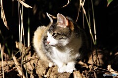 天王寺区散歩⑤(大阪)