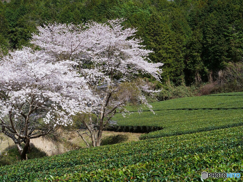 奈良散歩8(奈良)