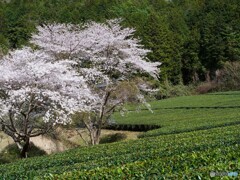 奈良散歩8(奈良)