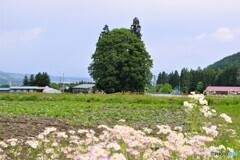 米沢散歩1(山形)