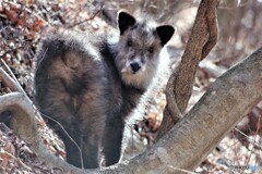 中之条町散歩6(群馬)