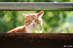 天王寺区散歩④(大阪)