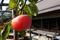 綾部散歩2(京都)