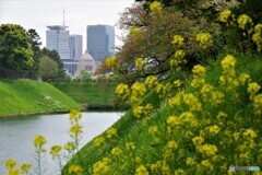 千代田区散歩②(東京)