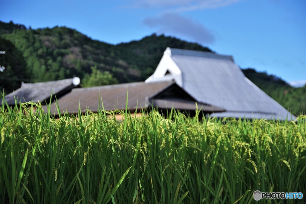 かつらぎ町散歩8(和歌山)