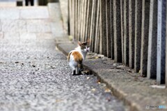 天王寺区散歩6(大阪)