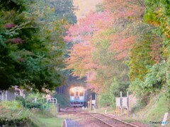 甲賀15(滋賀)  甲賀15(滋賀)