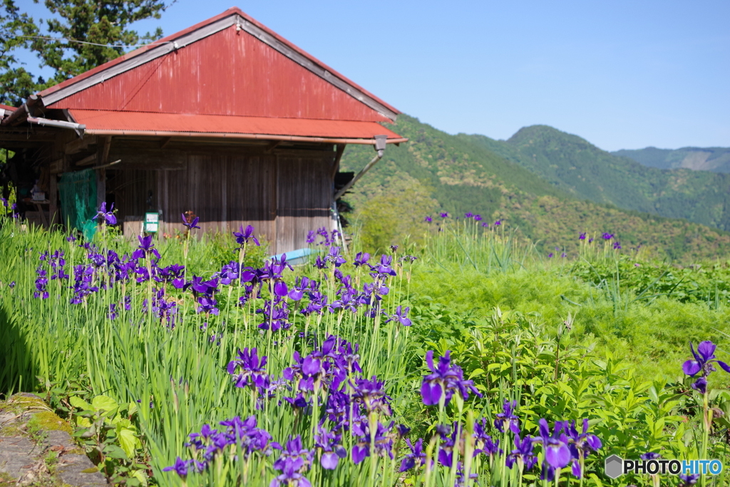 十津川村散歩2(奈良)