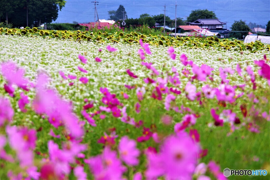 茅野散歩1(長野)