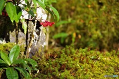 左京区散歩14(京都)