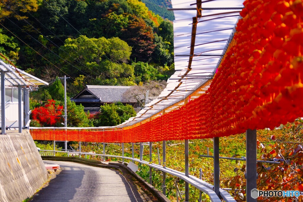 かつらぎ町16(和歌山)