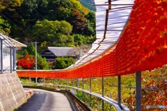 かつらぎ町16(和歌山)