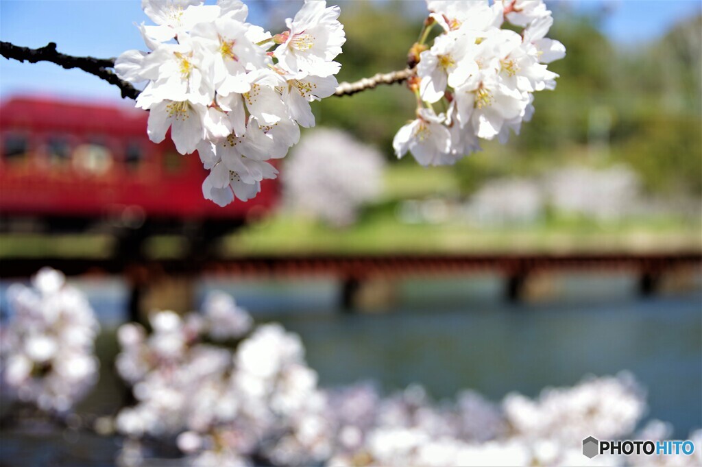 紀の川散歩5(和歌山)