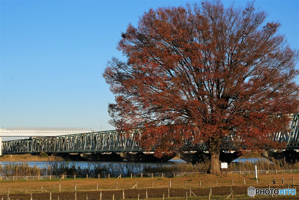 江戸川区散歩2(東京)