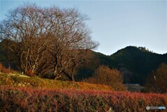 明日香村散歩1(奈良)