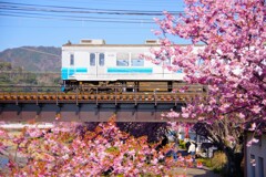 河津町散歩4(静岡)