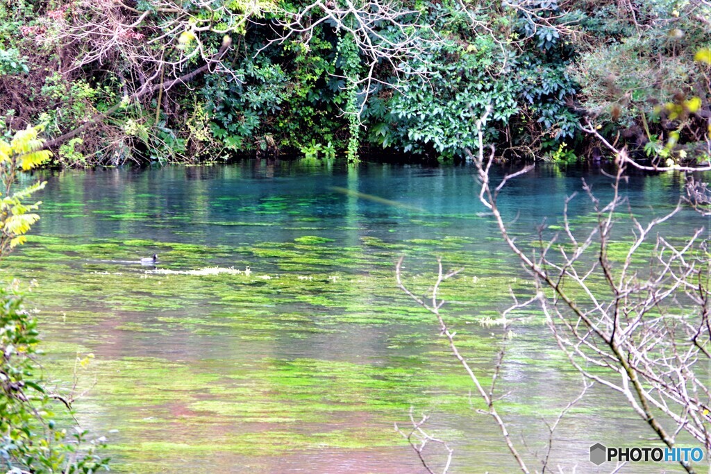 三島散歩①(静岡)