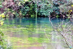 三島散歩①(静岡)