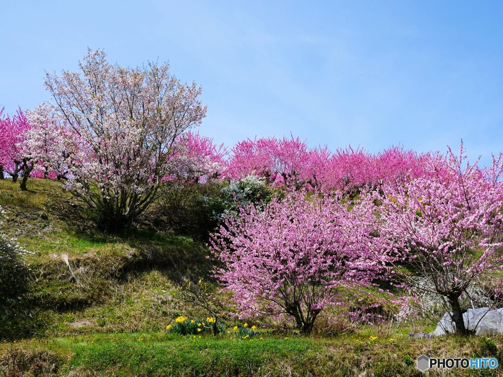 かつらぎ町散歩14(和歌山)