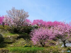 かつらぎ町散歩14(和歌山)