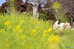 二宮町散歩3(神奈川)