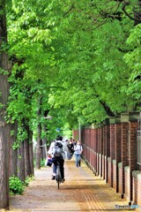 文京区散歩2(東京)